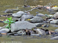 grey wagtail
